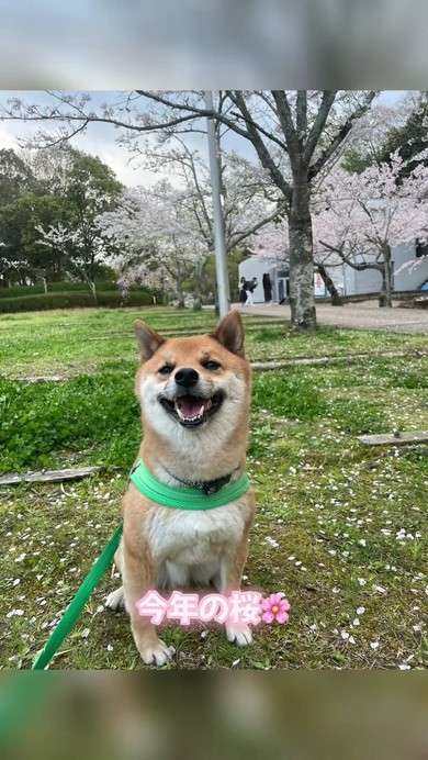 柴犬