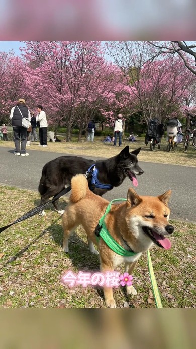 柴犬
