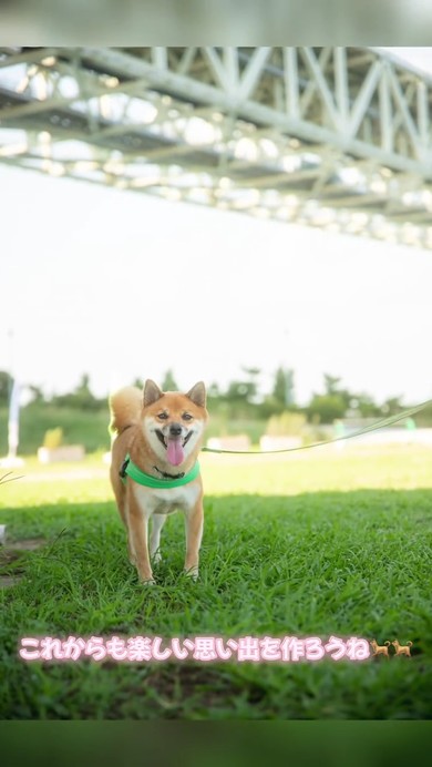 柴犬