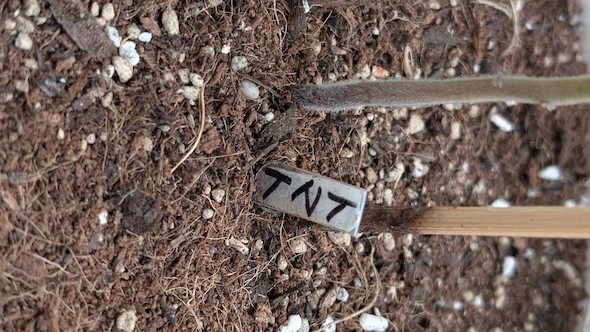 プランターの札