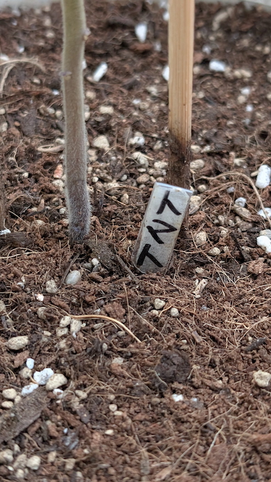 プランターの札