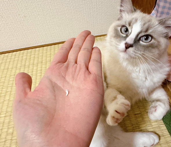 猫ちゃんの乳歯ゲット