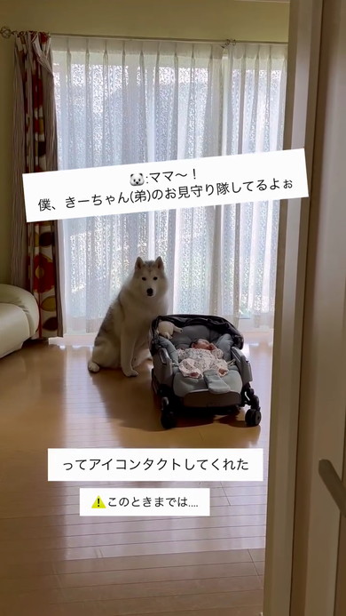 赤ちゃんとハスキー
