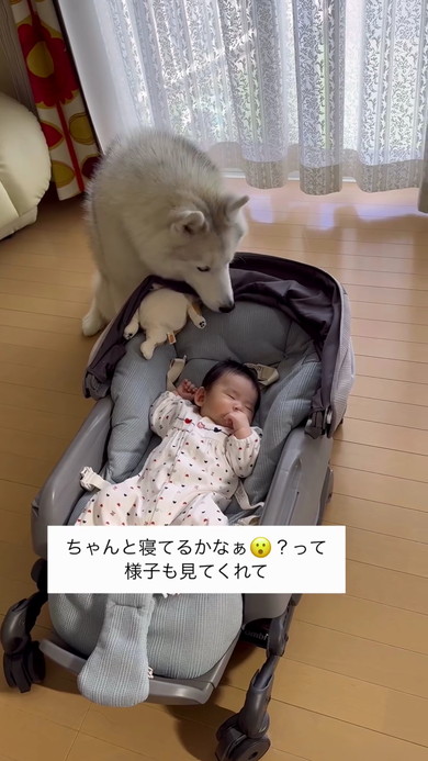 赤ちゃんとハスキー