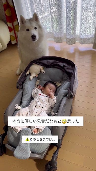 赤ちゃんとハスキー