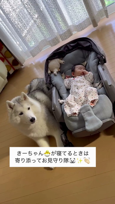 赤ちゃんとハスキー