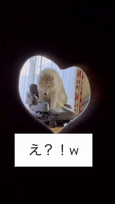 赤ちゃんとハスキー