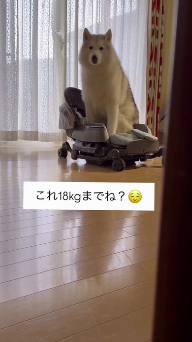 赤ちゃんとハスキー