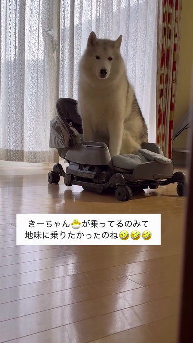 赤ちゃんとハスキー