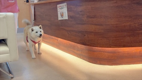 動物病院の柴犬