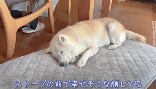 寝ている柴犬