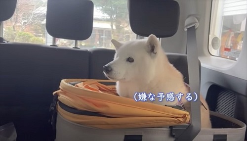 車に乗る柴犬
