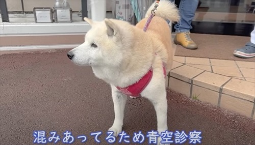 外で待つ柴犬