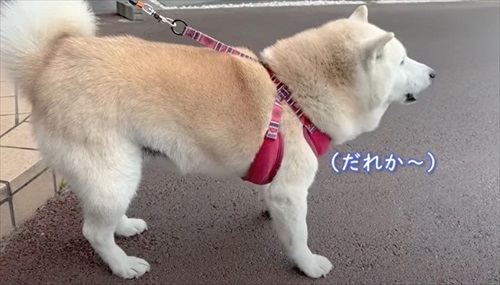 助けを求める柴犬