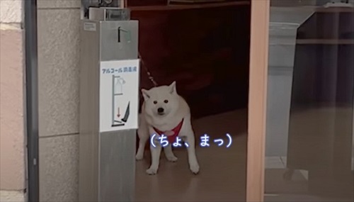 不安な柴犬