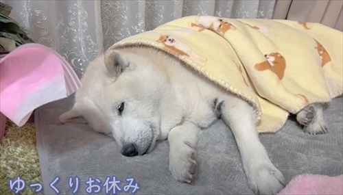 疲れた柴犬