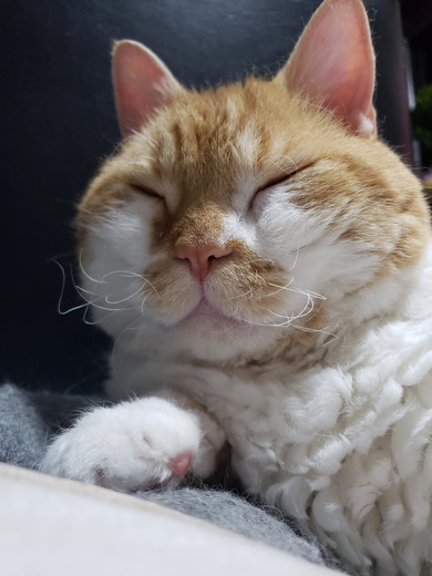 おひげがくるくるになっている猫ちゃん