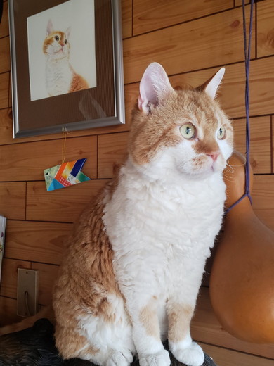 座っている猫ちゃん