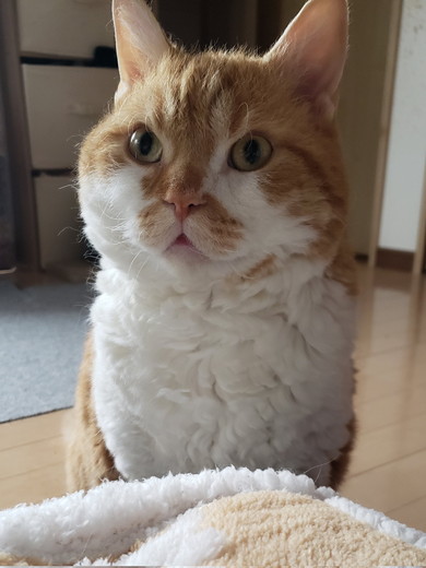 びっくり猫ちゃん