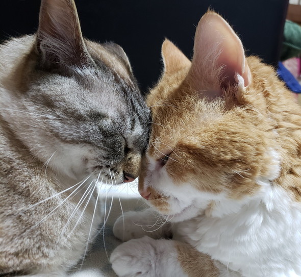 頭をくっつけている2匹の猫ちゃん