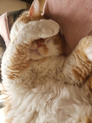 寝ている猫ちゃん