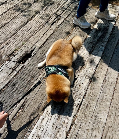 散歩中の柴犬