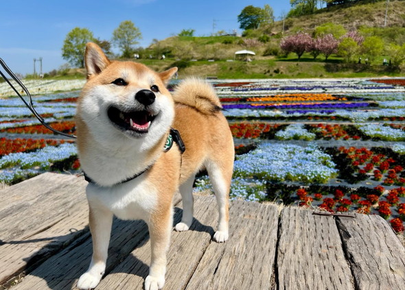 散歩中の柴犬