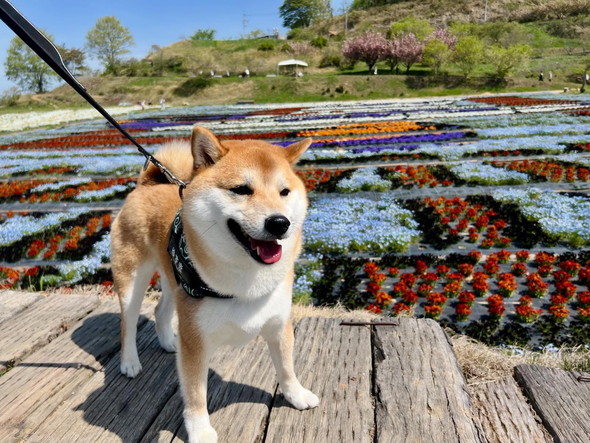 散歩中の柴犬