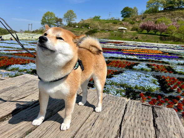 散歩中の柴犬