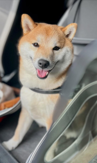 車に乗っている柴犬