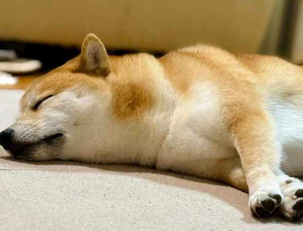 眠っている柴犬