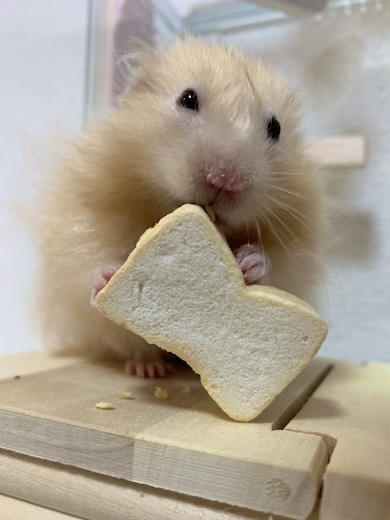 ハムスター「とんかつ」くん