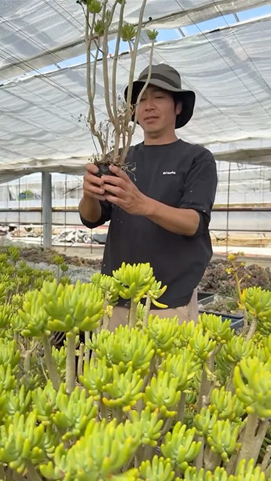 プロが多肉植物で寄せ植えを作る様子