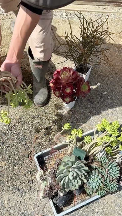 プロが多肉植物で寄せ植えを作る様子