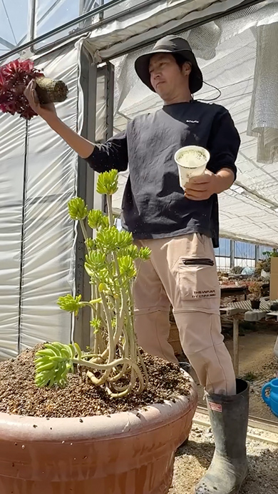 プロが多肉植物で寄せ植えを作る様子