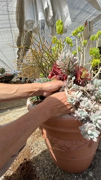 プロが多肉植物で寄せ植えを作る様子
