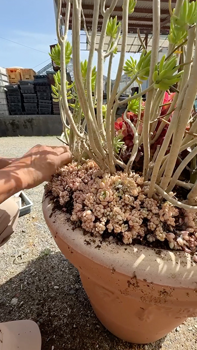 プロが多肉植物で寄せ植えを作る様子