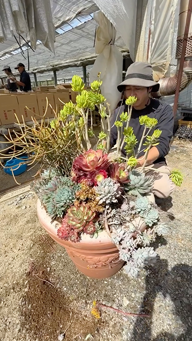 プロが多肉植物で寄せ植えを作る様子