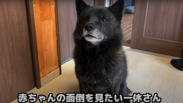赤ちゃんが大好きなワンコ