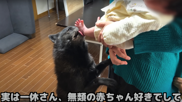 赤ちゃんを子育てする気満々なワンコ