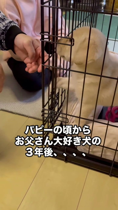 パパさん好きラブラドール