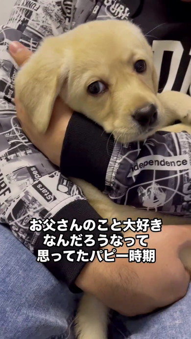 パパさん好きラブラドール