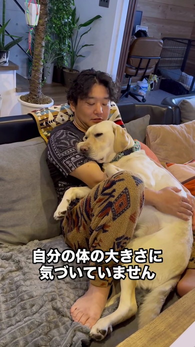 パパさん好きラブラドール