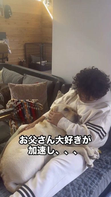 パパさん好きラブラドール