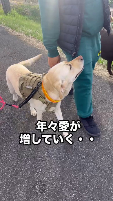 パパさん好きラブラドール