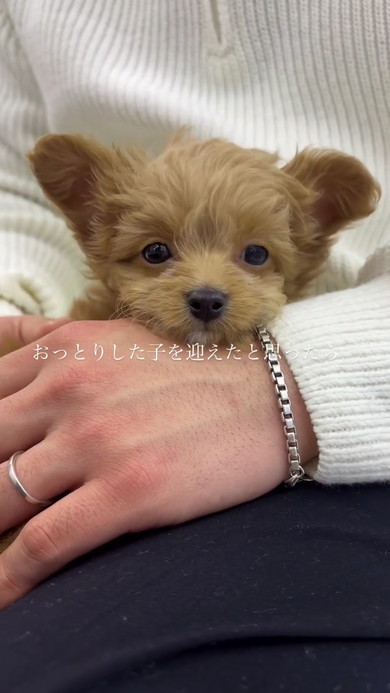 抱っこされる子犬