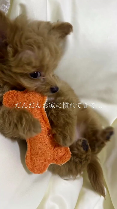 遊ぶ子犬