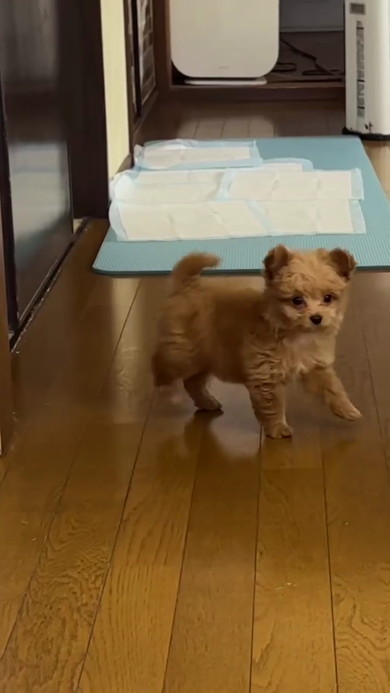 床に立つ子犬