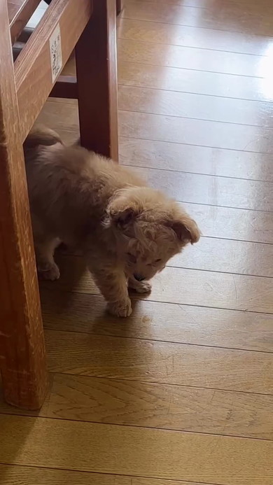 テーブル下子犬