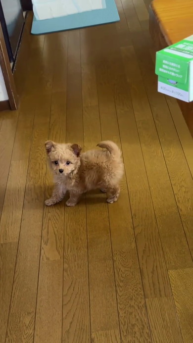 素早い子犬